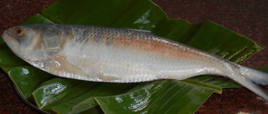 Hilsa fish